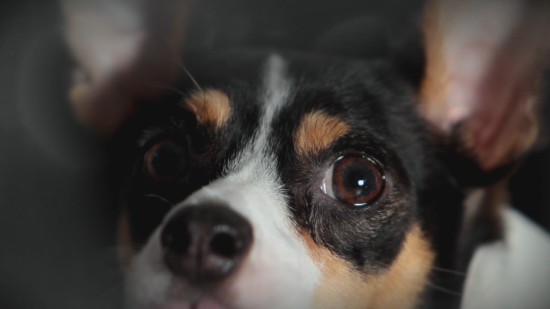 Our Furry Friends